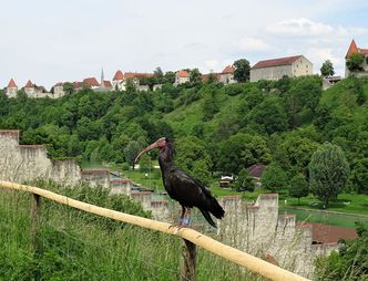 Waldrapp in Burghausen